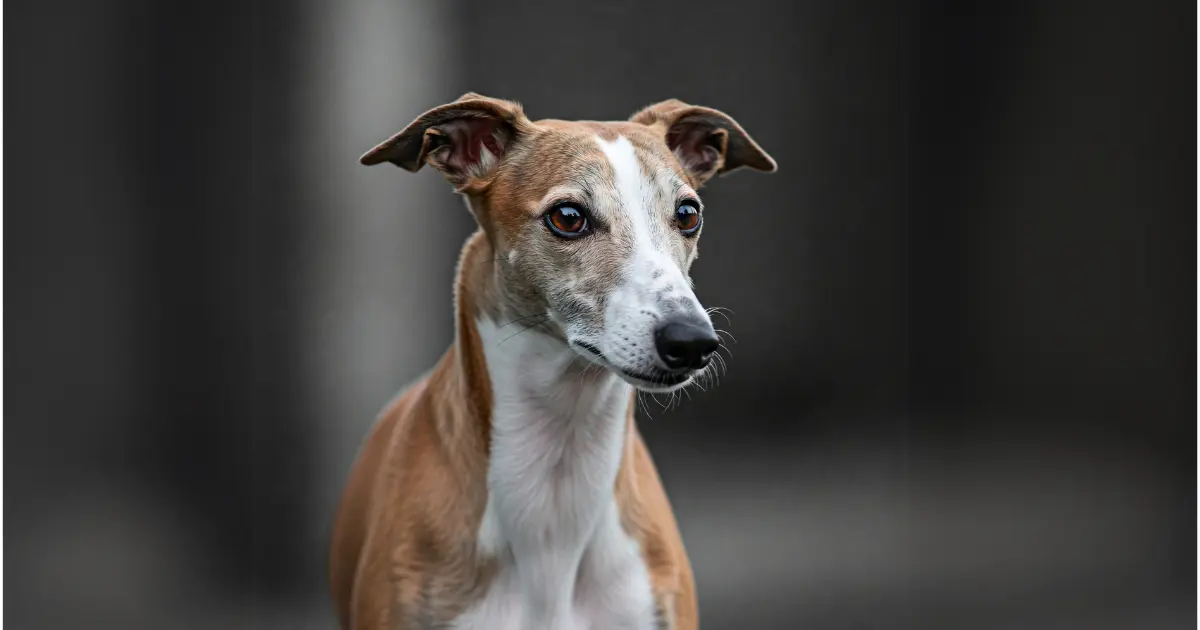 Whippet Poodle Miniature Cross: The Perfect Mix of Speed and Smarts 2 Close-up of a Whippet dog, showcasing its sleek appearance and alert expression.