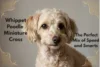 Whippet Poodle Miniature Cross: The Perfect Mix of Speed and Smarts - Post Thumbnail