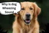 Why Is My Dog Making a Wheezing Sound? - Post Thumbnail