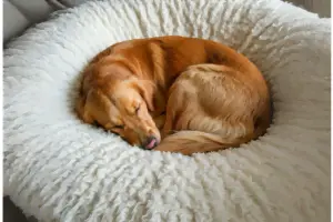 Why Do Dogs Need So Much Sleep? The Surprising Benefits of Their Rest