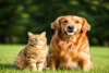 Essential Dog Care Tips for Happy and Healthy Pets - Post Thumbnail