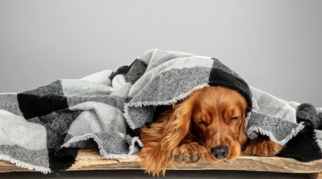 Dog Fever: Symptoms, Causes, and Effective Solutions 2 sick dog in blanket with light grey color wall