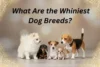 What Are the Whiniest Dog Breeds? - Post Thumbnail